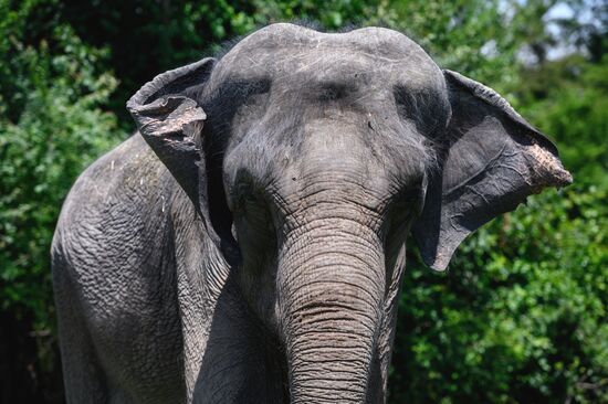 Russia  Elephants Sanatorium