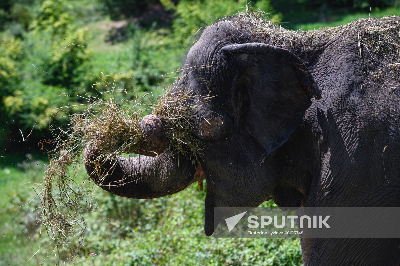 Russia  Elephants Sanatorium