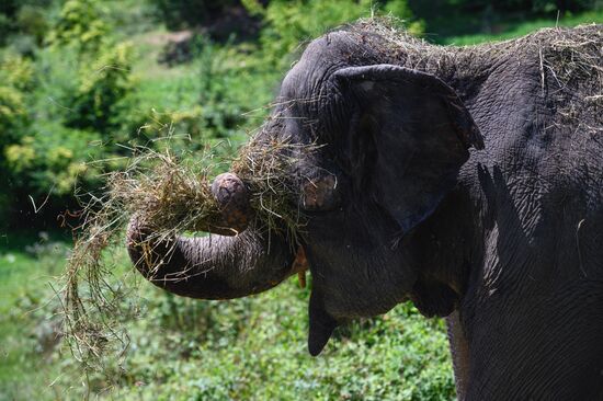 Russia  Elephants Sanatorium