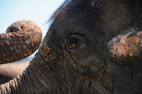 Russia  Elephants Sanatorium