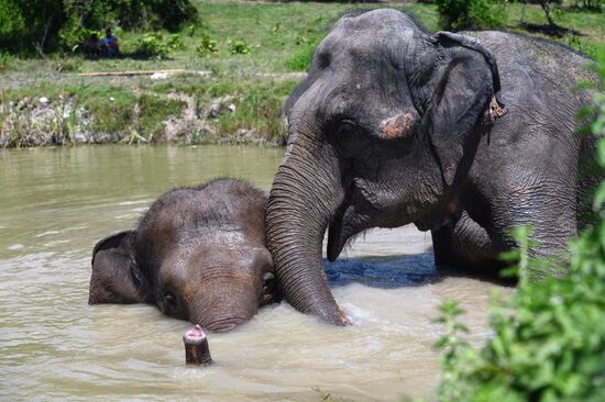 Russia  Elephants Sanatorium
