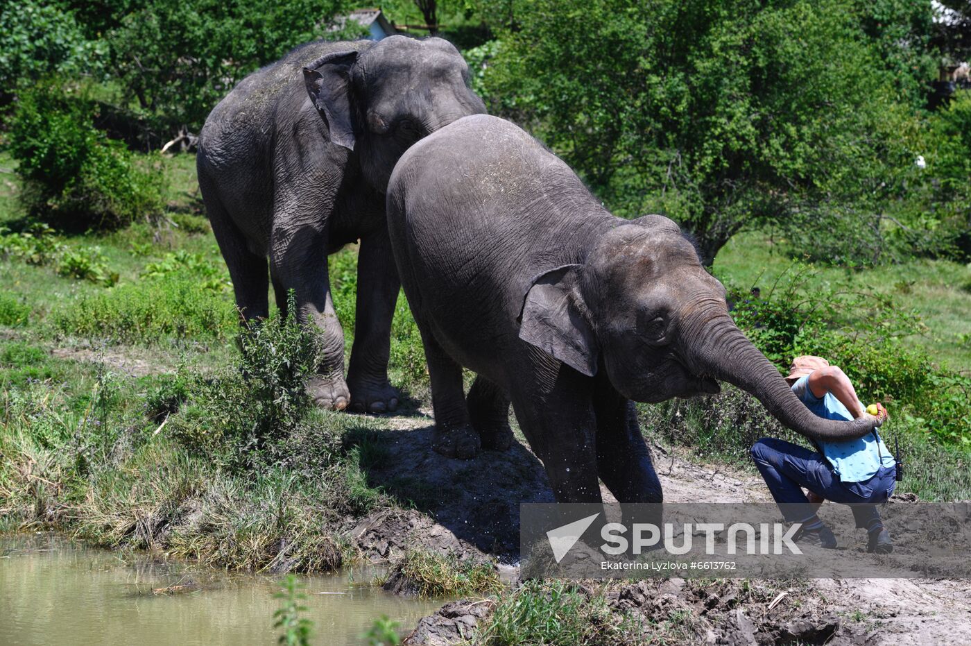 Russia  Elephants Sanatorium