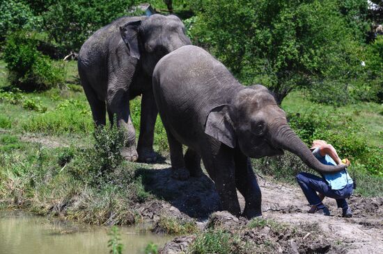 Russia  Elephants Sanatorium