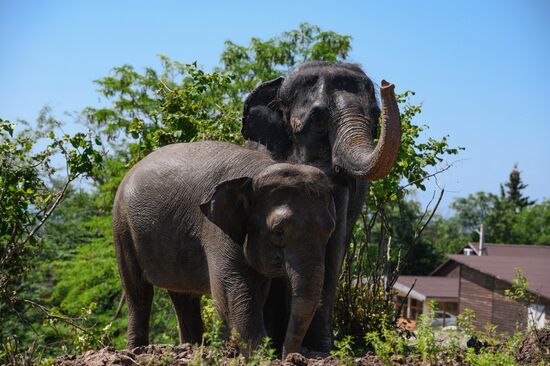 Russia  Elephants Sanatorium