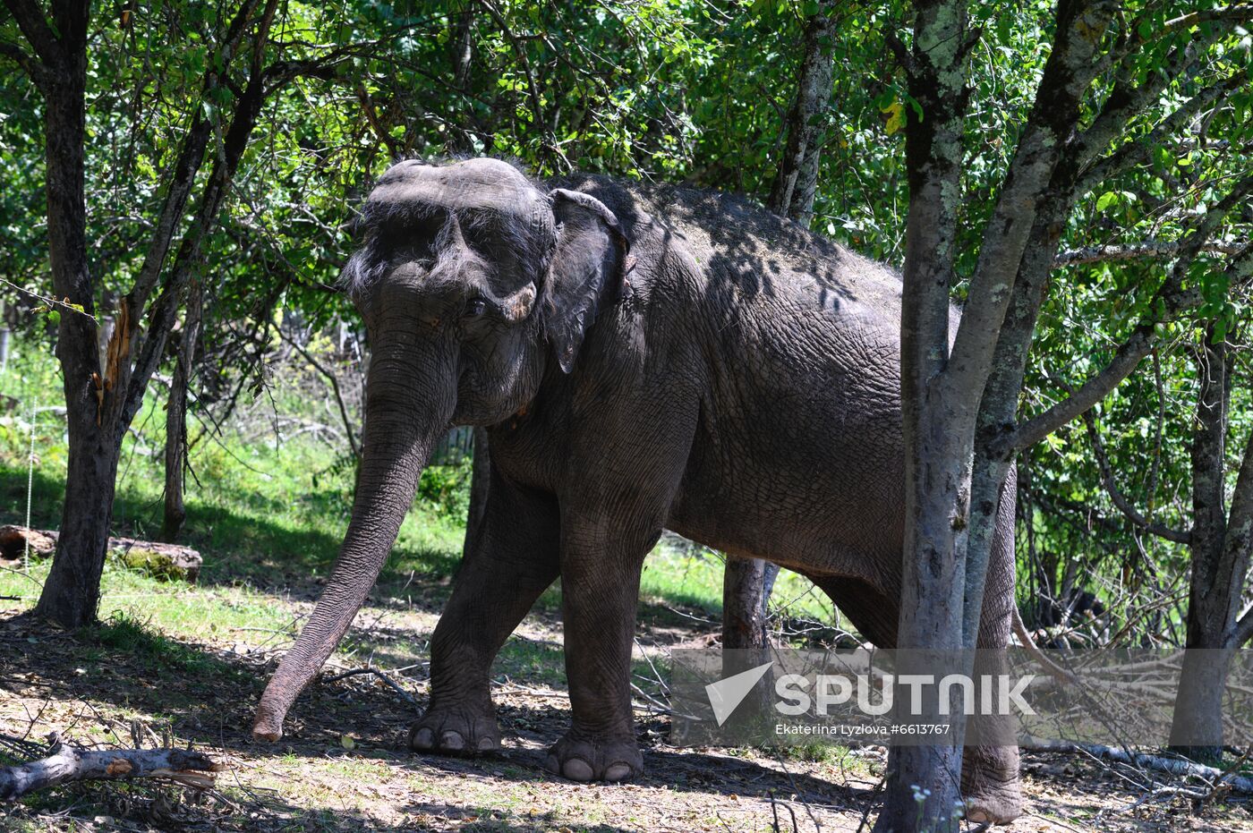 Russia  Elephants Sanatorium