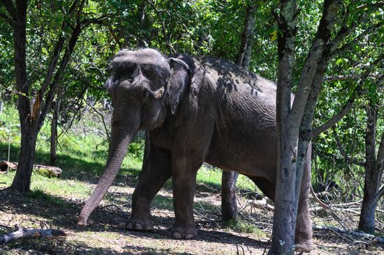 Russia  Elephants Sanatorium