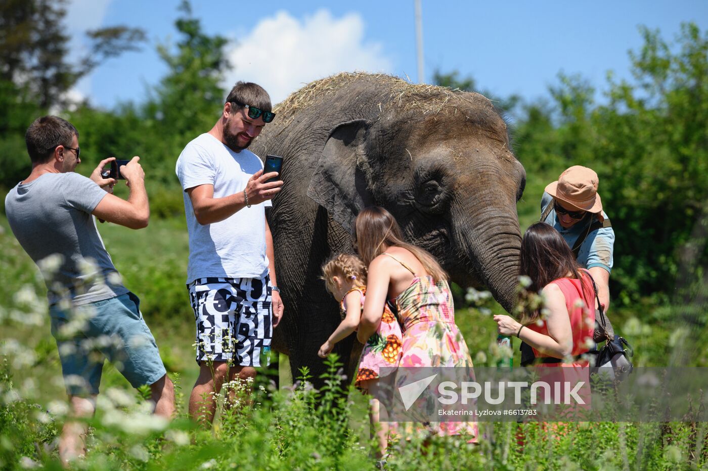 Russia  Elephants Sanatorium