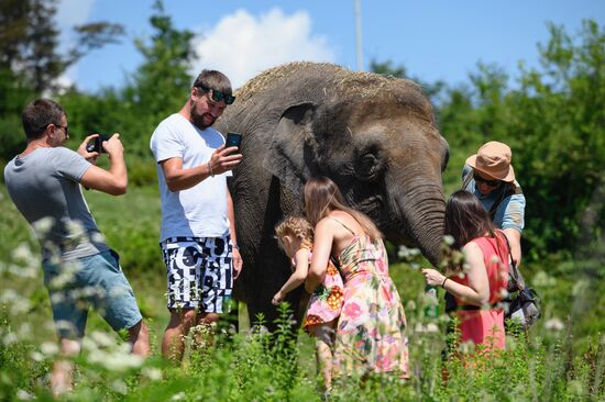 Russia  Elephants Sanatorium