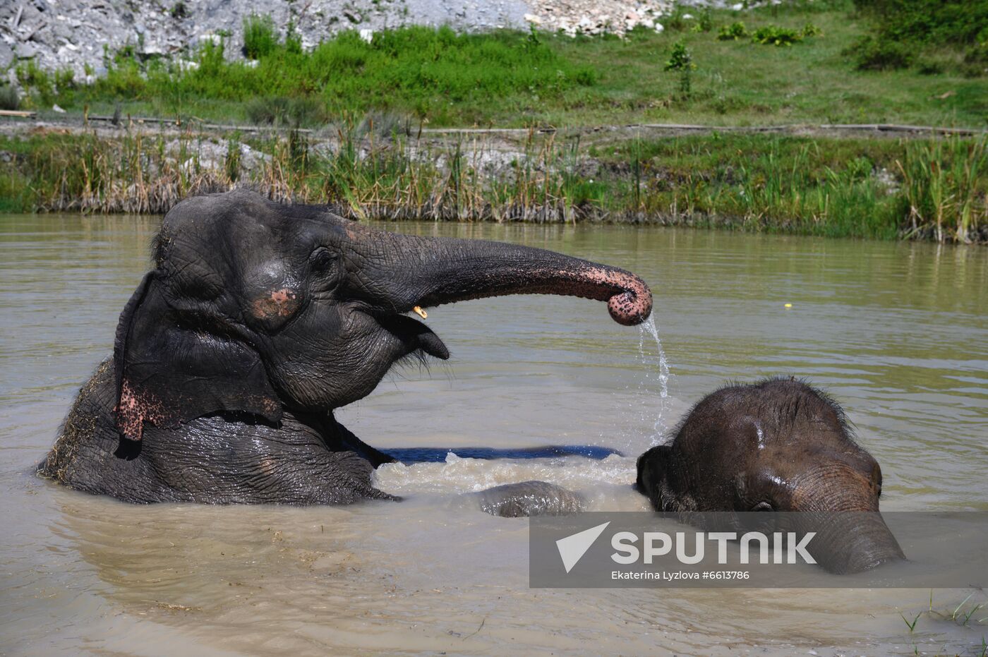 Russia  Elephants Sanatorium