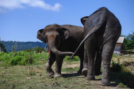 Russia  Elephants Sanatorium