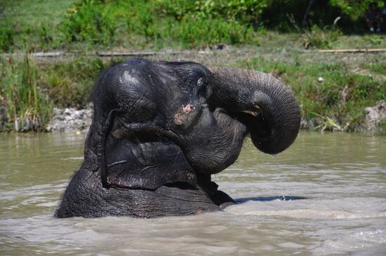 Russia  Elephants Sanatorium