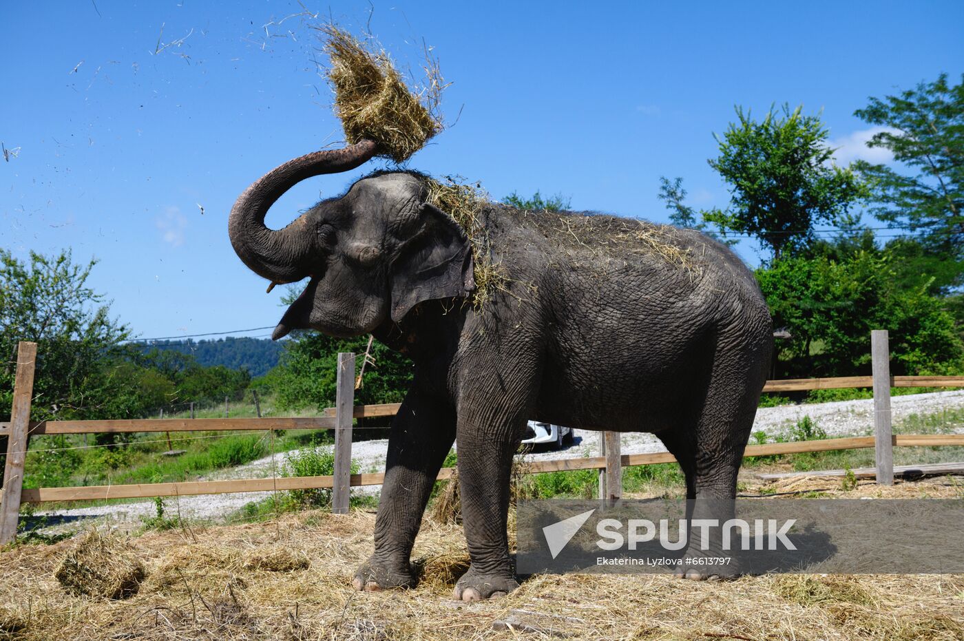 Russia  Elephants Sanatorium