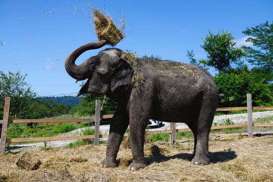 Russia  Elephants Sanatorium