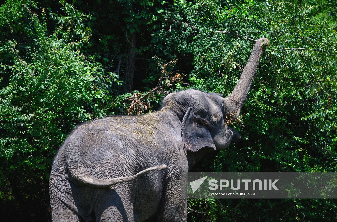 Russia  Elephants Sanatorium