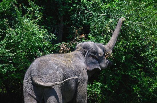 Russia  Elephants Sanatorium