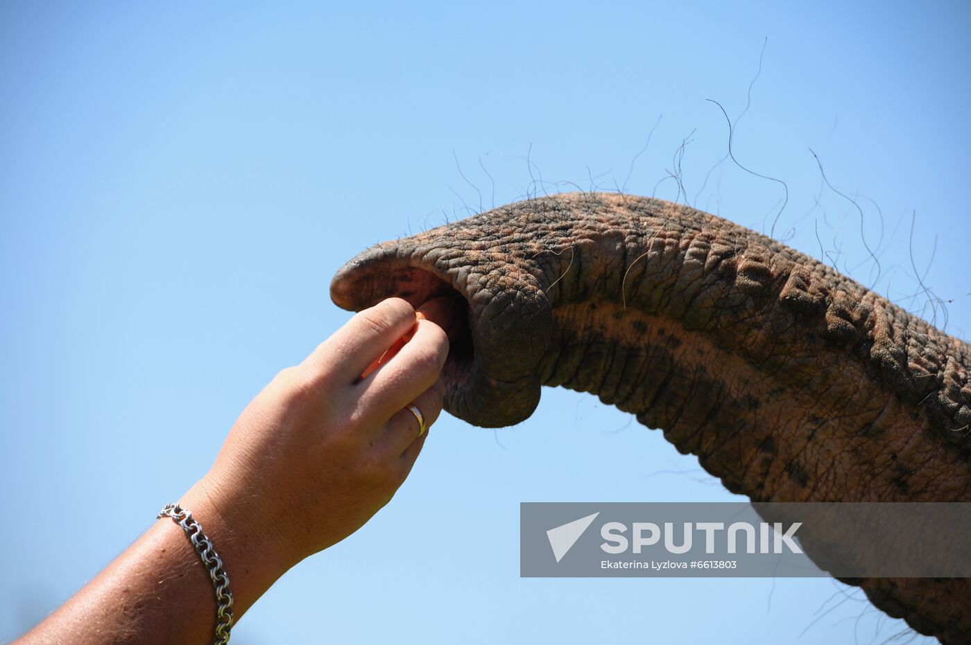 Russia  Elephants Sanatorium