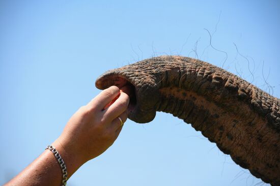 Russia  Elephants Sanatorium