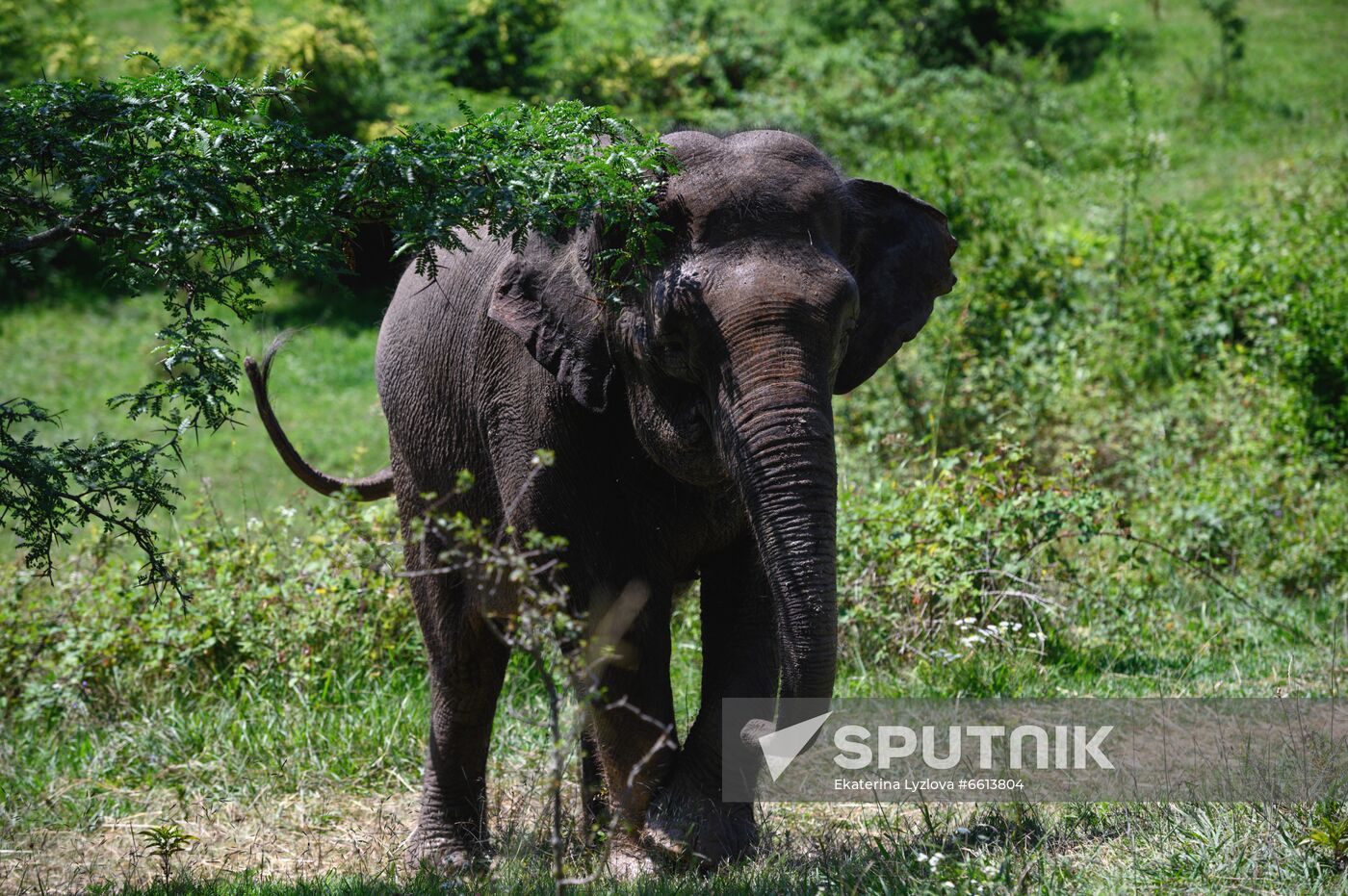 Russia  Elephants Sanatorium