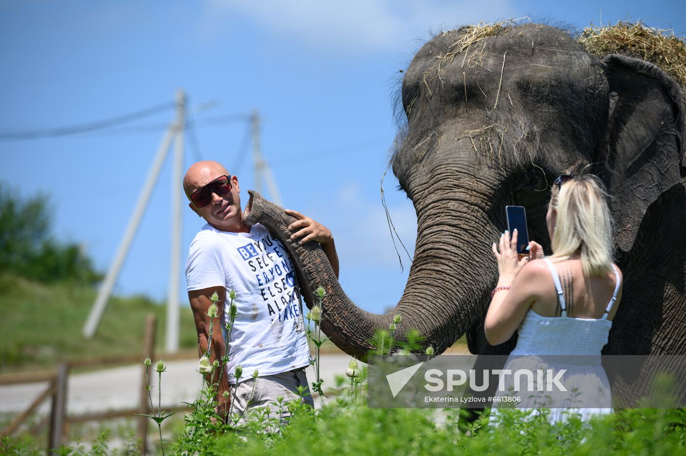 Russia  Elephants Sanatorium