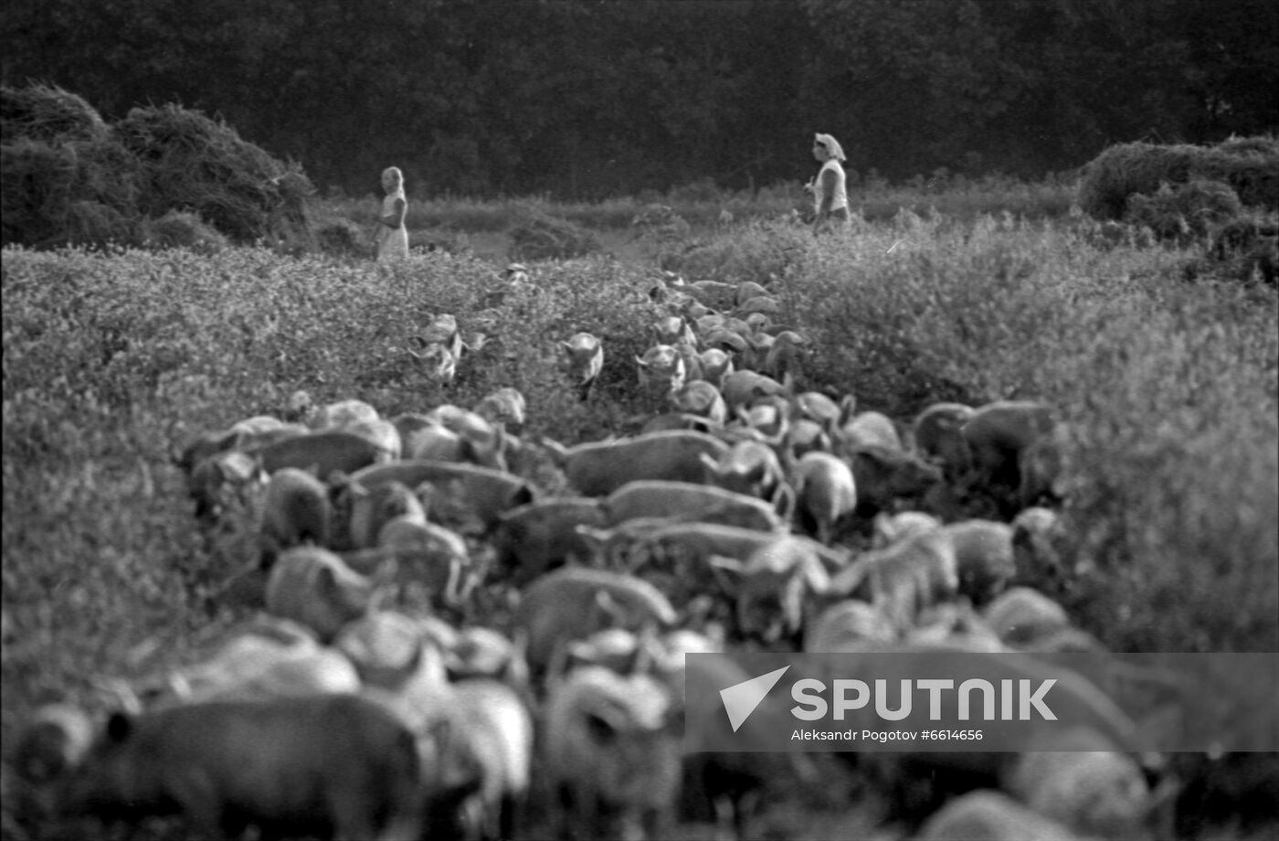 Tenant farmer Yury Tishchenko