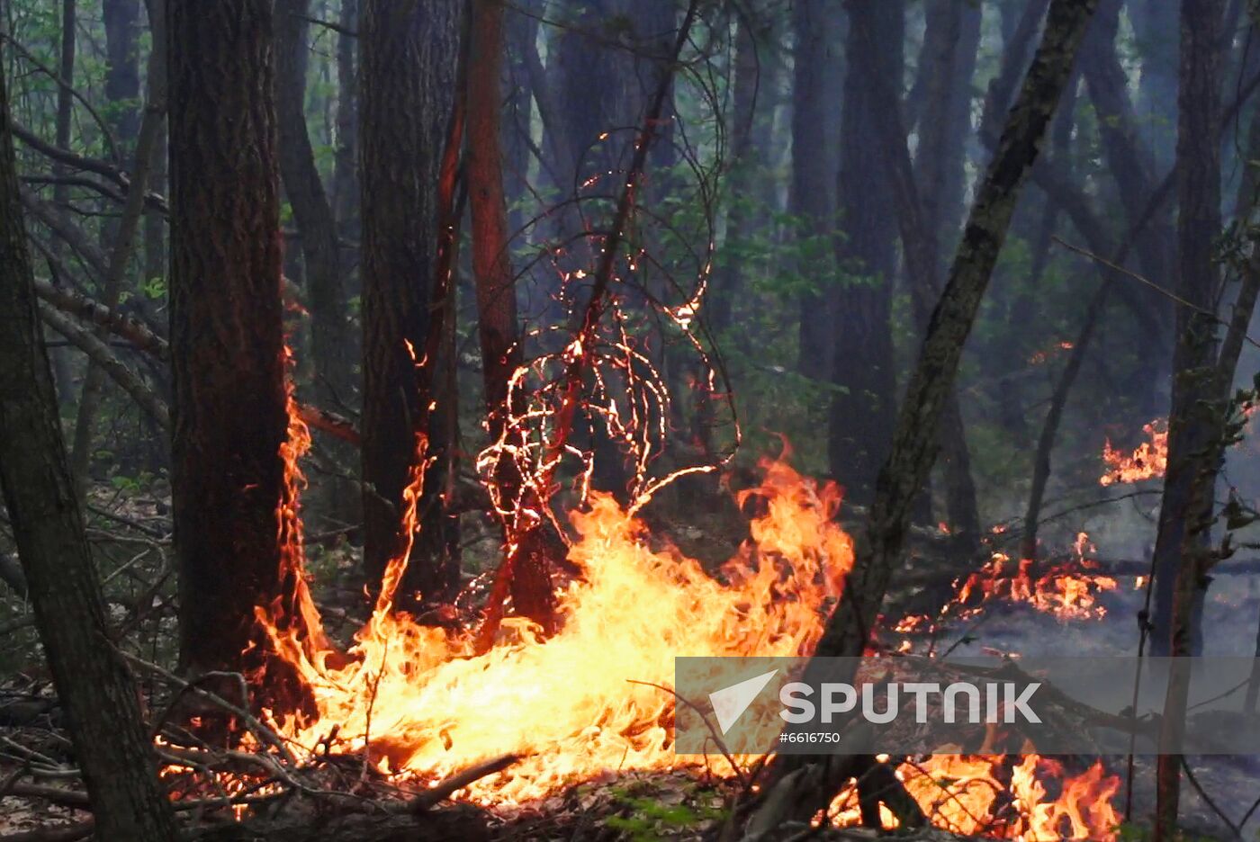 Russia Wildfires