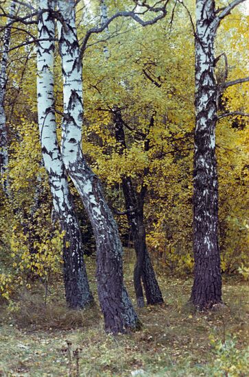 Fall in Moscow Region