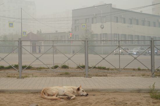 Russia Wildfires