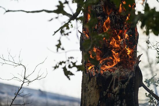 Russia Wildfires