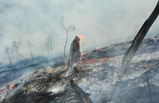 Russia Wildfires