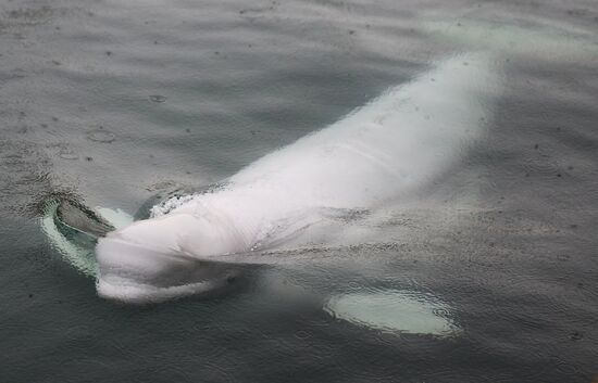 Russia Black Sea Oil Spill