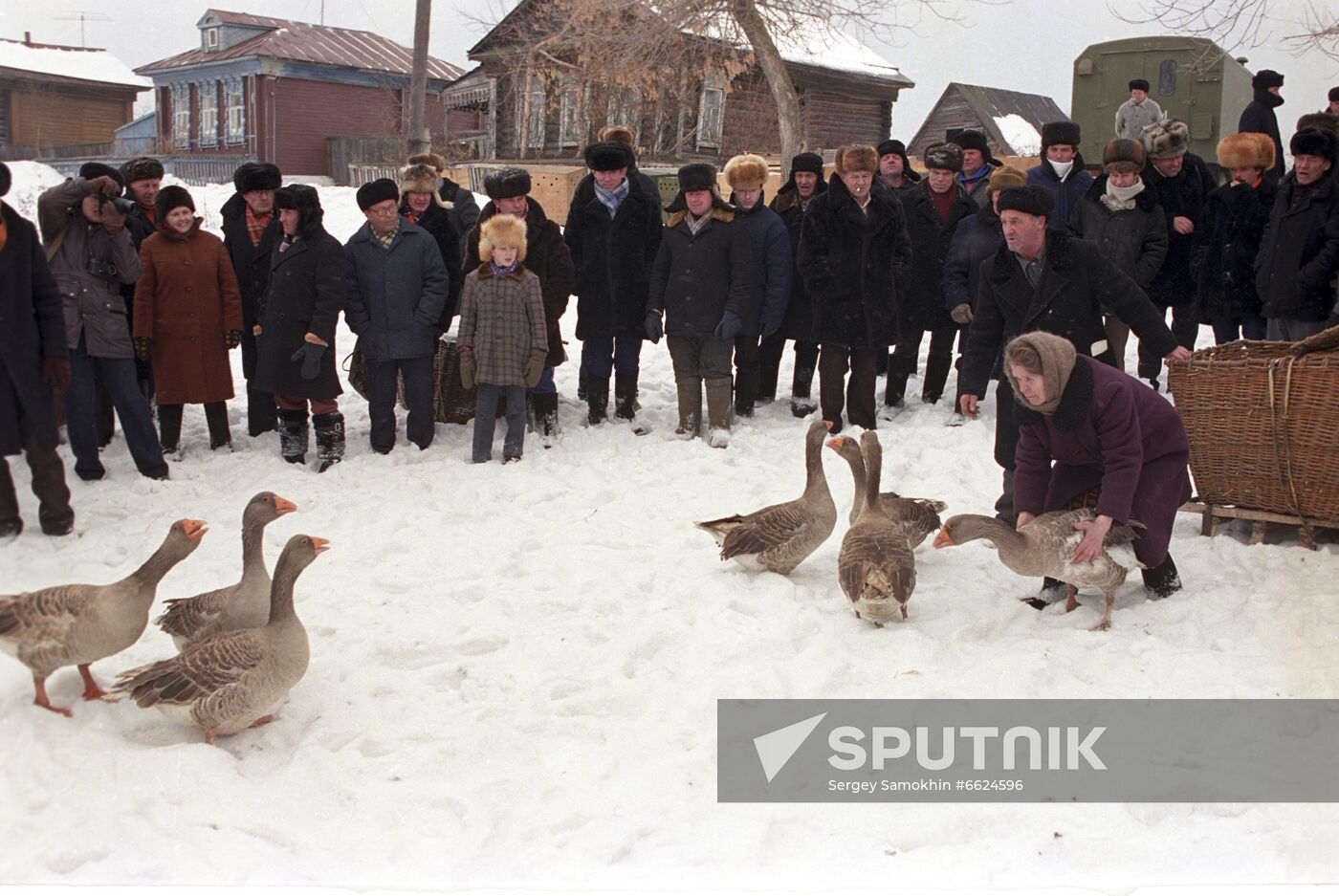 Geese fights