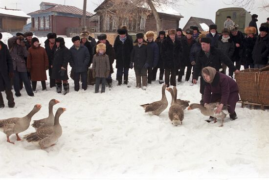 Geese fights