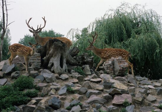 Mena Zoo