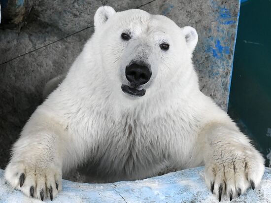 Russia Zoo