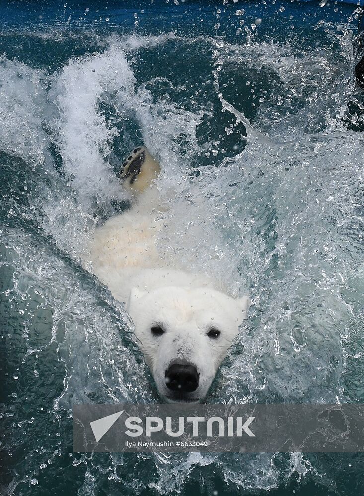 Russia Zoo