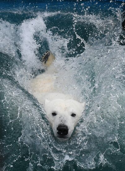 Russia Zoo