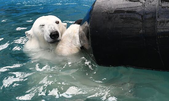 Russia Zoo