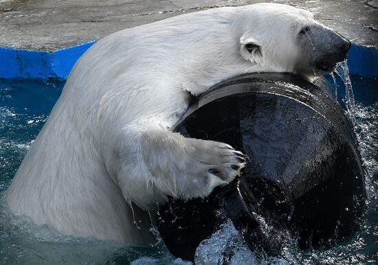 Russia Zoo