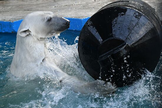 Russia Zoo