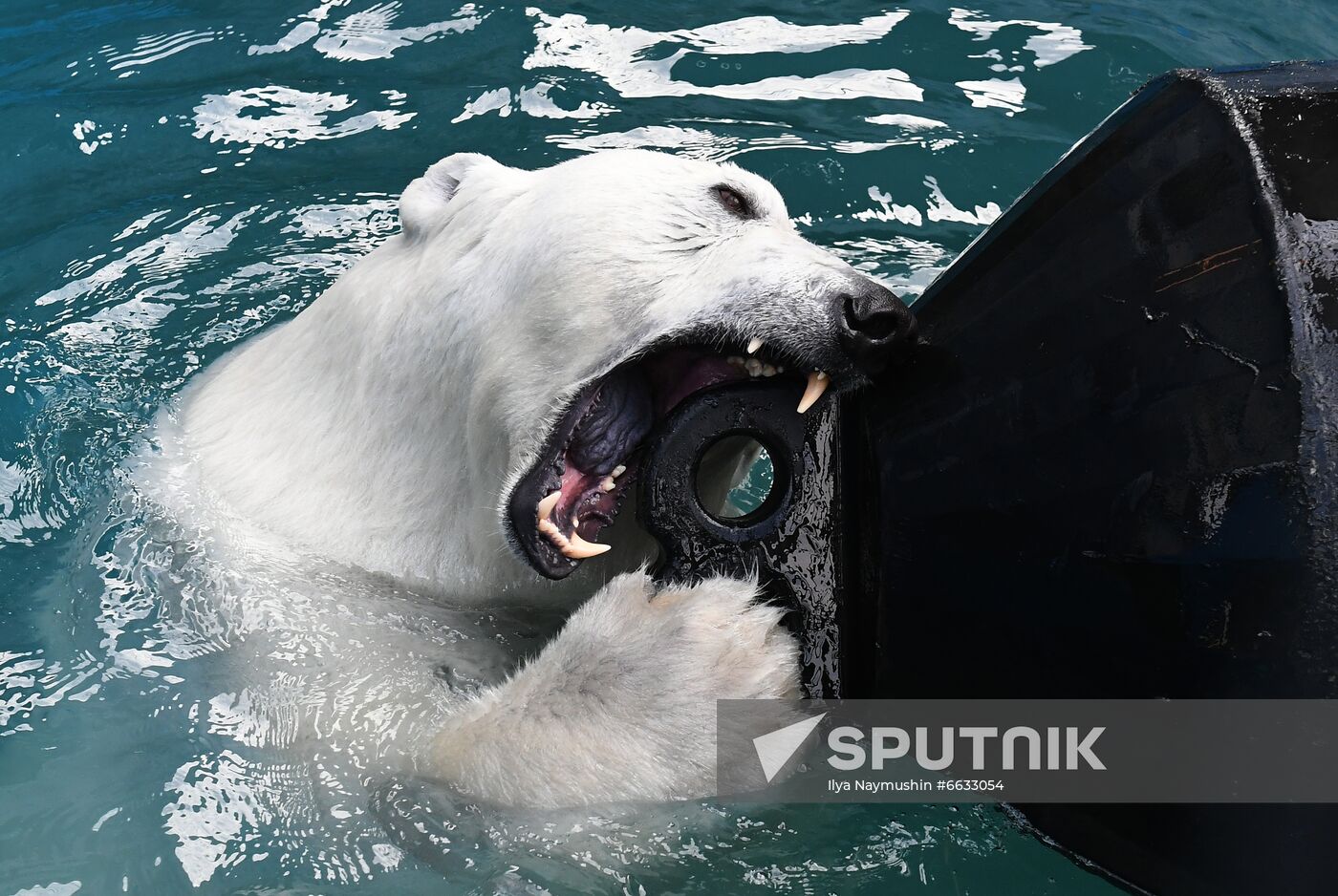 Russia Zoo