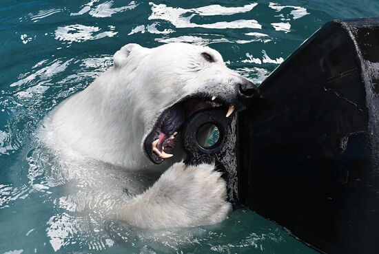 Russia Zoo