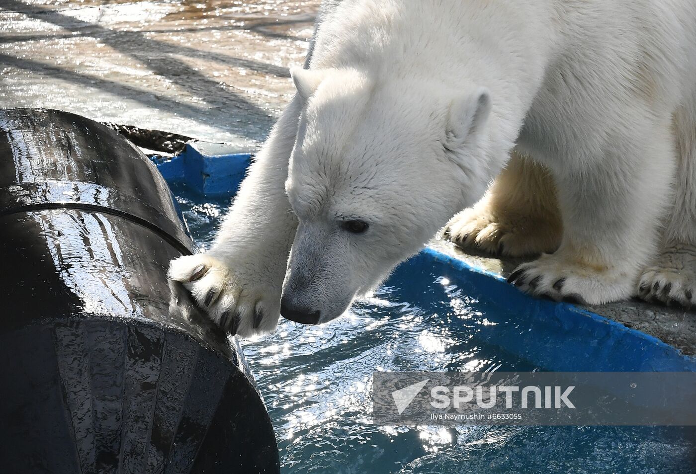 Russia Zoo