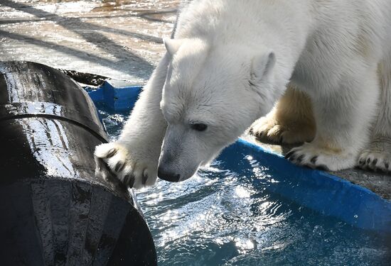 Russia Zoo