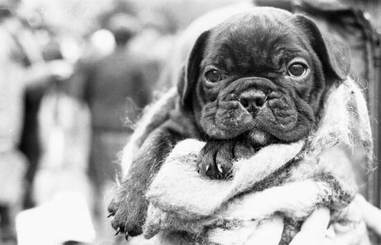 Animal market in Moscow