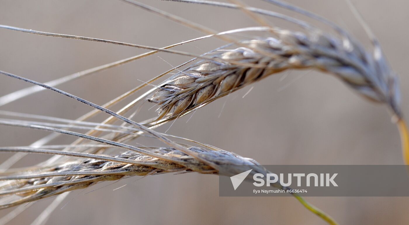 Russia Agriculture Cereals Harvesting