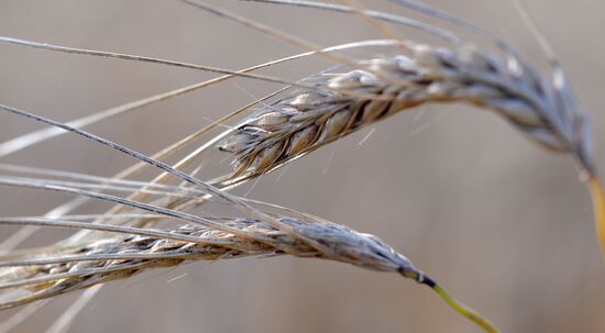 Russia Agriculture Cereals Harvesting