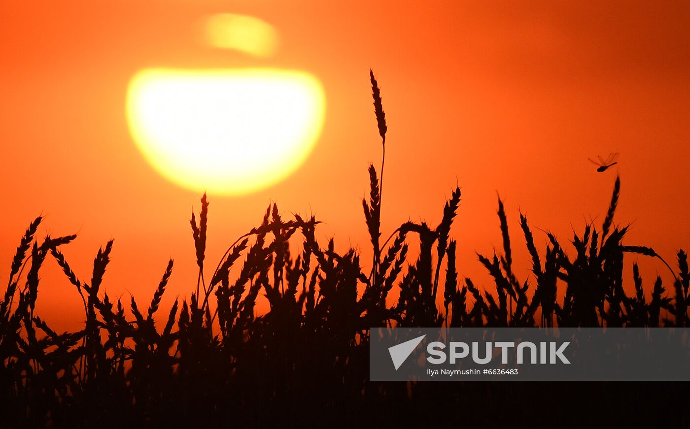 Russia Agriculture Cereals Harvesting