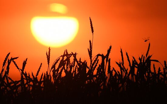 Russia Agriculture Cereals Harvesting