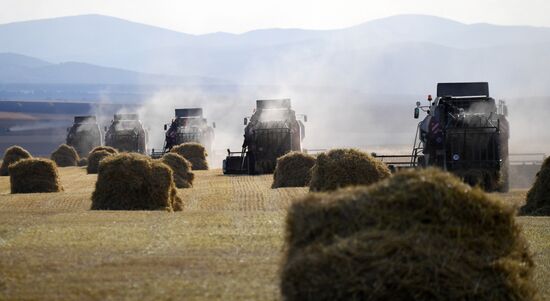 Russia Agriculture Cereals Harvesting