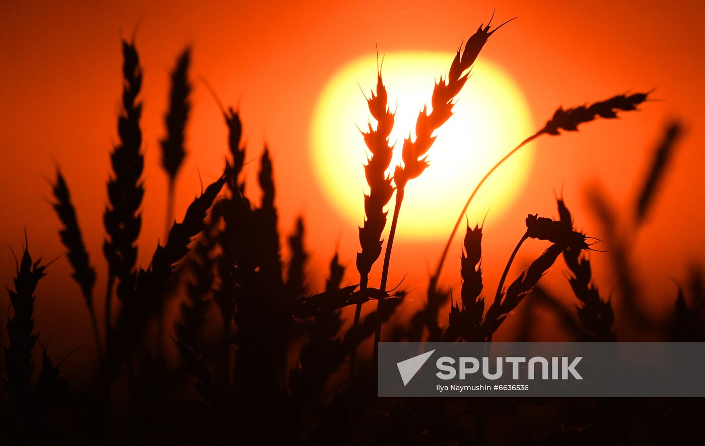 Russia Agriculture Cereals Harvesting